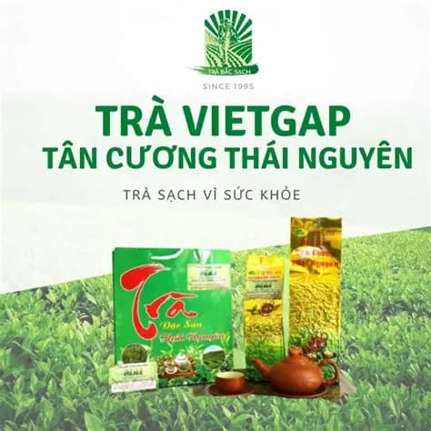 Trà VIETGAP